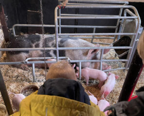 Kinderboerderij