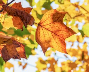 Herfstvakantie